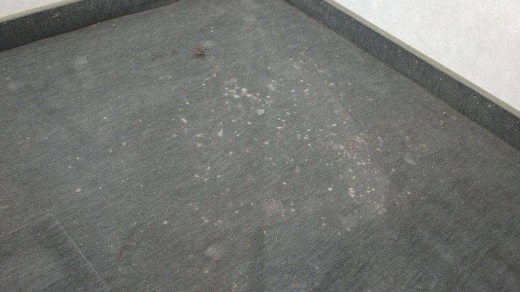 SchimmelTeppichboden