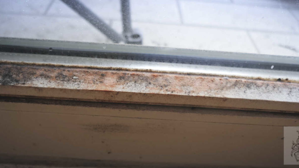 Schimmelpilze in der Wohnung