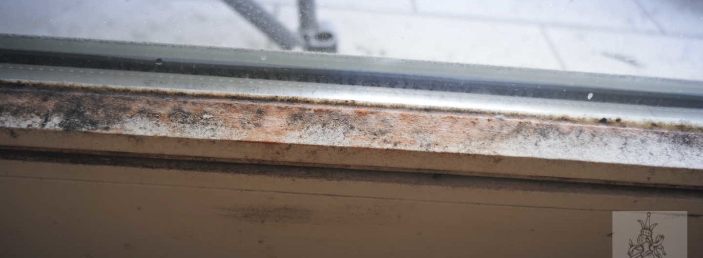 Schimmelpilze in der Wohnung