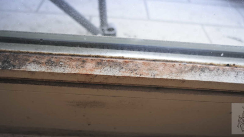 Schimmelpilze in der Wohnung