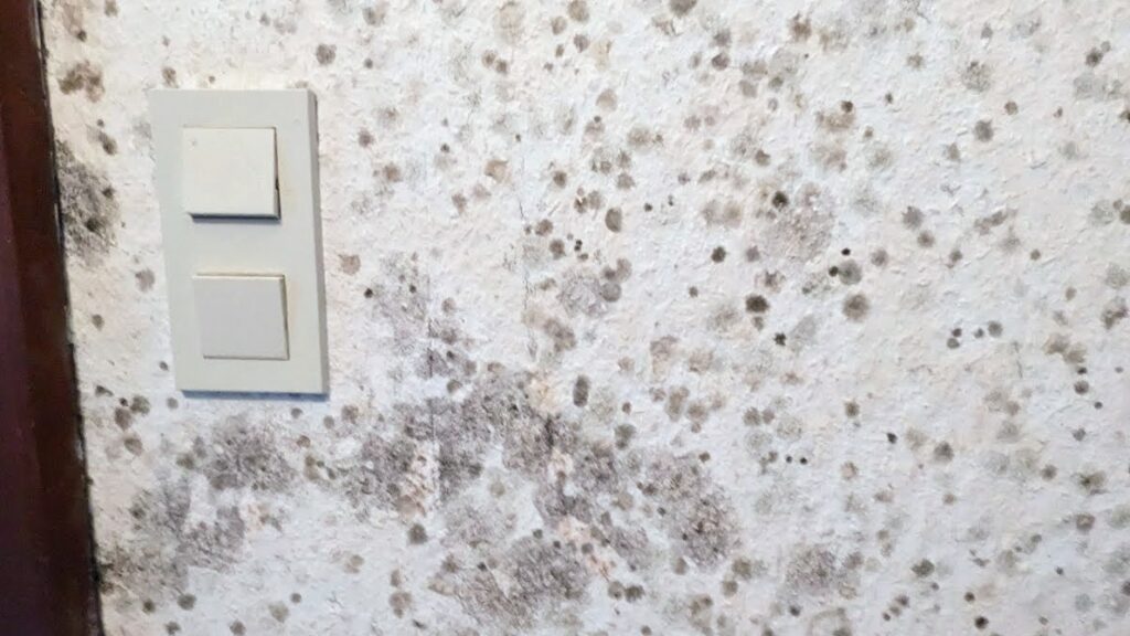 Lichtschalter auf verschimmelter Wand