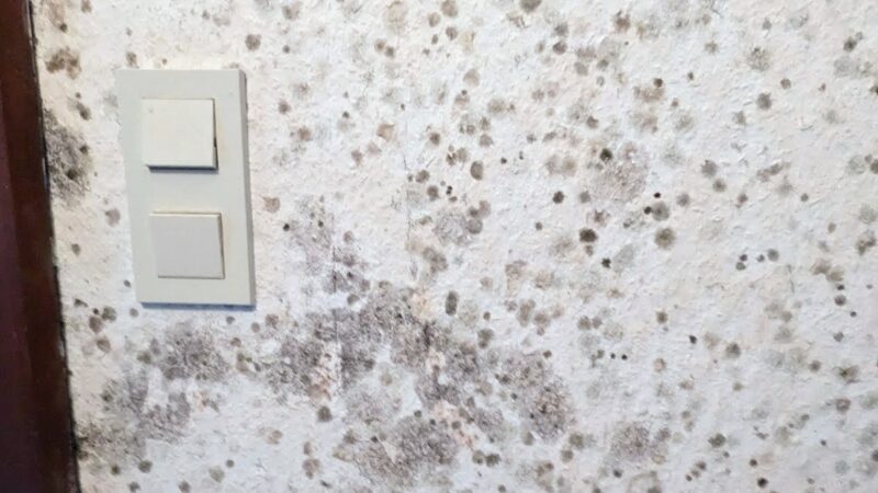 Lichtschalter auf verschimmelter Wand
