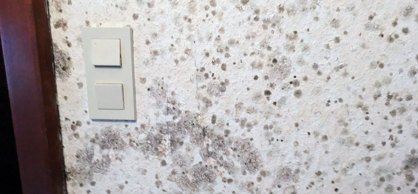 Lichtschalter auf verschimmelter Wand